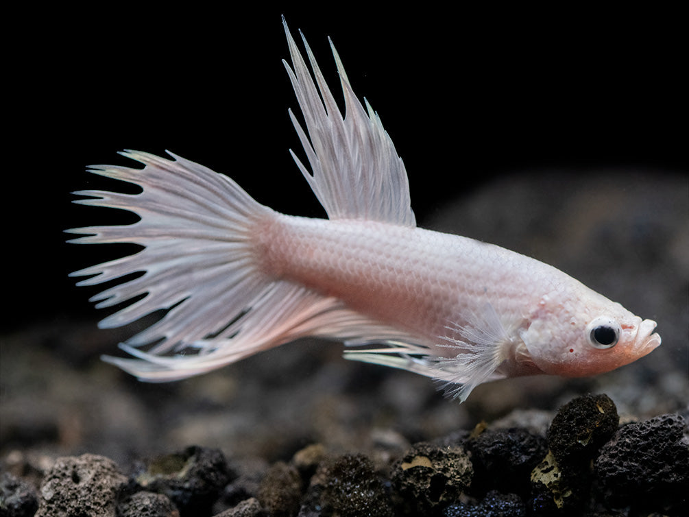 Assorted Platinum Crowntail Betta (Betta splendens) - Tank-Bred!