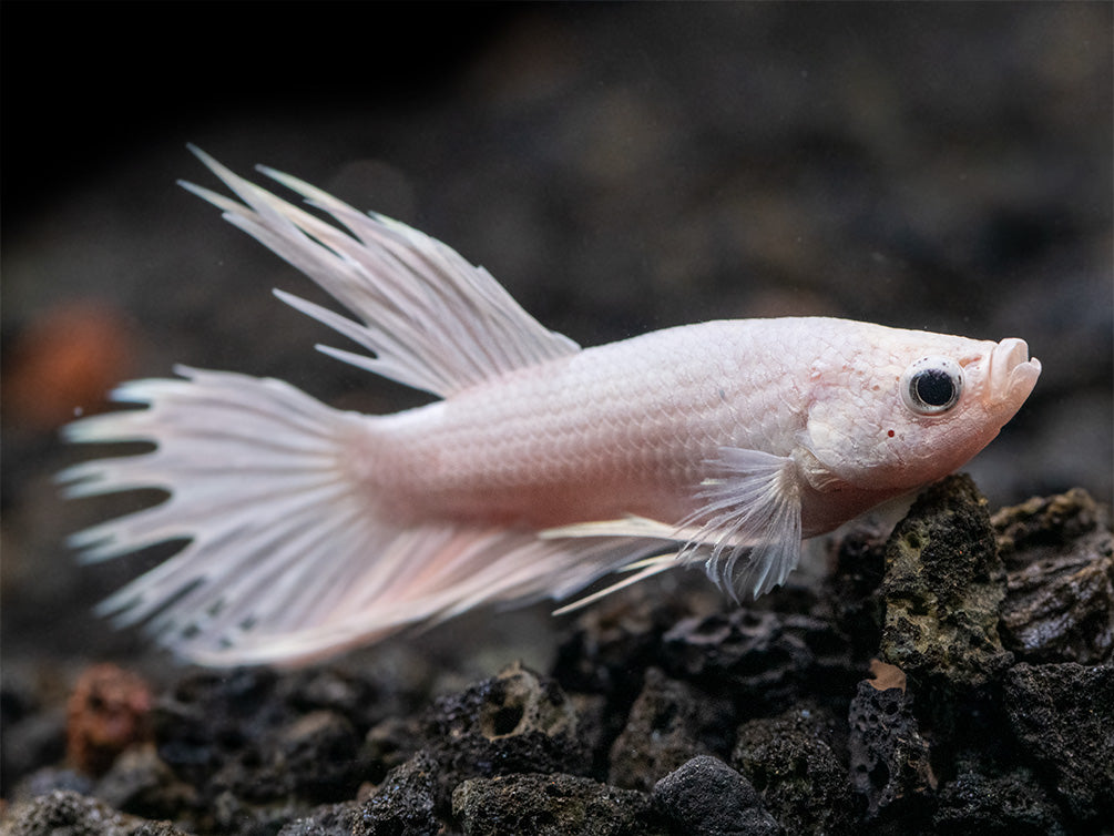 Assorted Platinum Crowntail Betta (Betta splendens) - Tank-Bred!