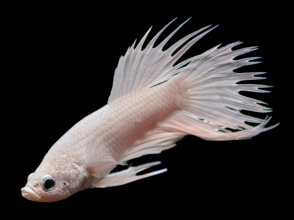 Assorted Platinum Crowntail Betta (Betta splendens) - Tank-Bred!