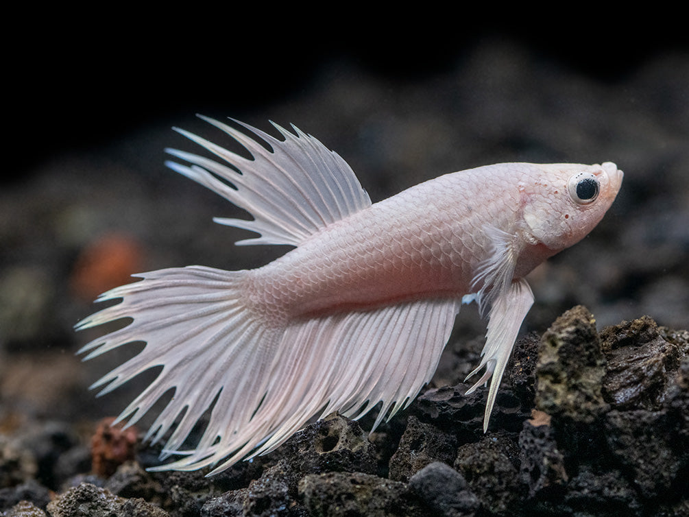 Assorted Platinum Crowntail Betta (Betta splendens) - Tank-Bred!