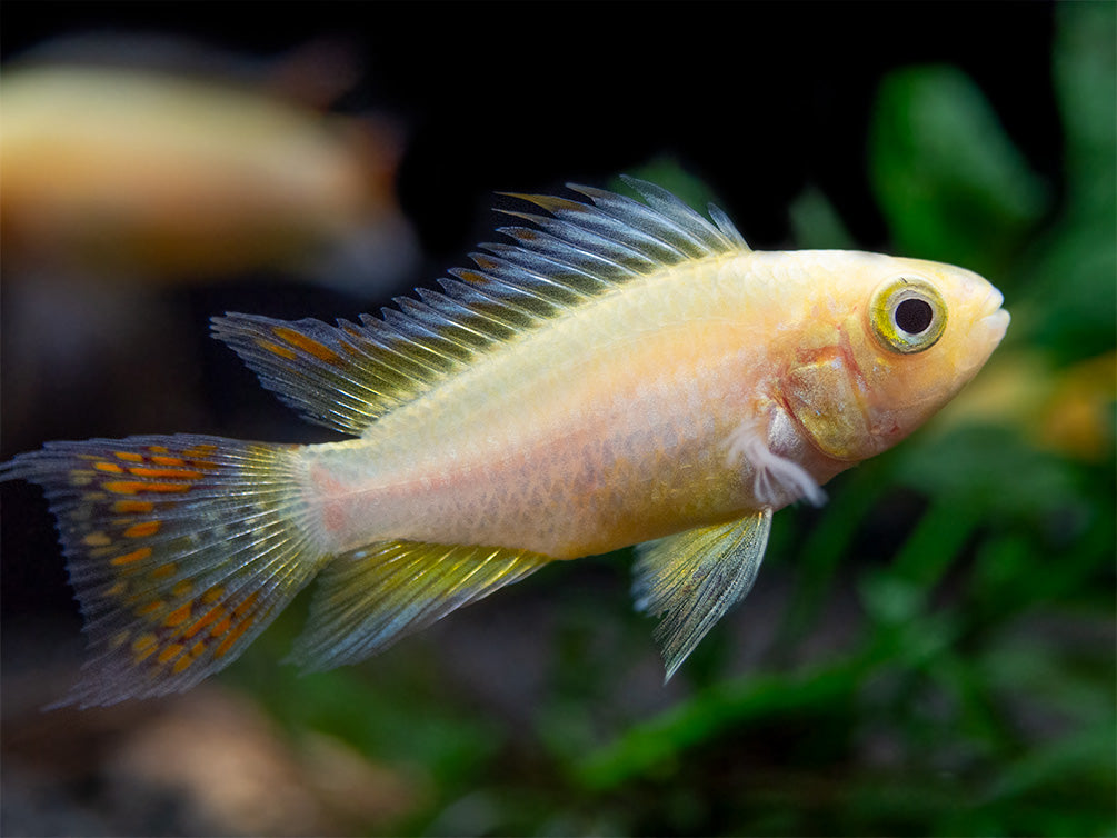 Platinum Double Red Cockatoo Dwarf Cichlid (Apistogramma cacatuoides) - TANK-BRED!!!