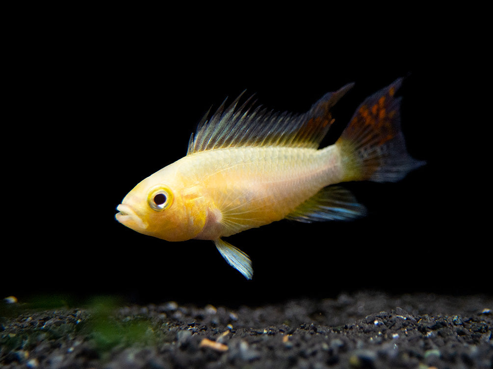 Platinum Double Red Cockatoo Dwarf Cichlid (Apistogramma cacatuoides) - TANK-BRED!!!