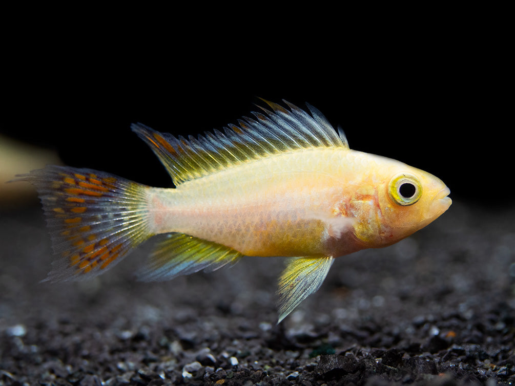 Platinum Double Red Cockatoo Dwarf Cichlid (Apistogramma cacatuoides) - TANK-BRED!!!