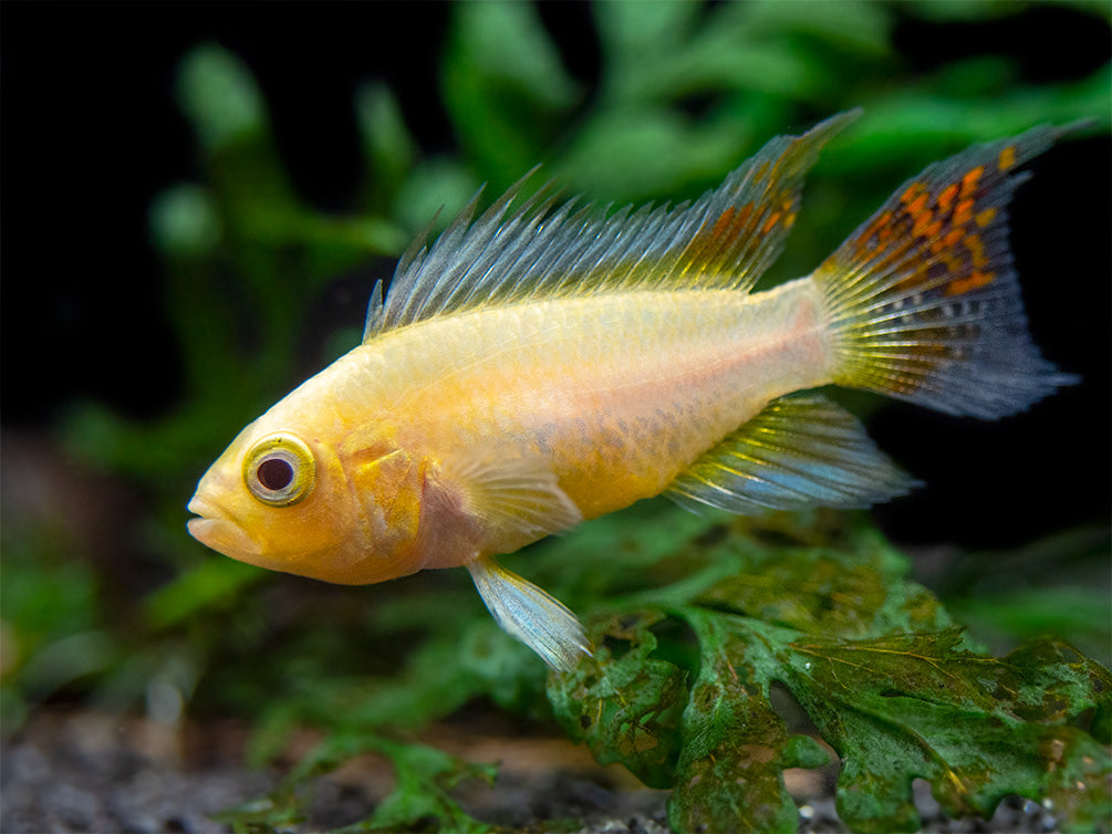 Platinum Double Red Cockatoo Dwarf Cichlid (Apistogramma cacatuoides) - TANK-BRED!!!