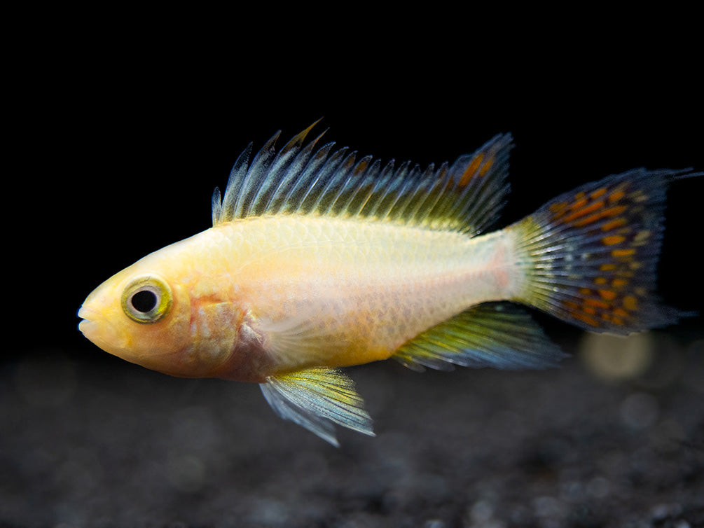 Platinum Double Red Cockatoo Dwarf Cichlid (Apistogramma cacatuoides) - TANK-BRED!!!