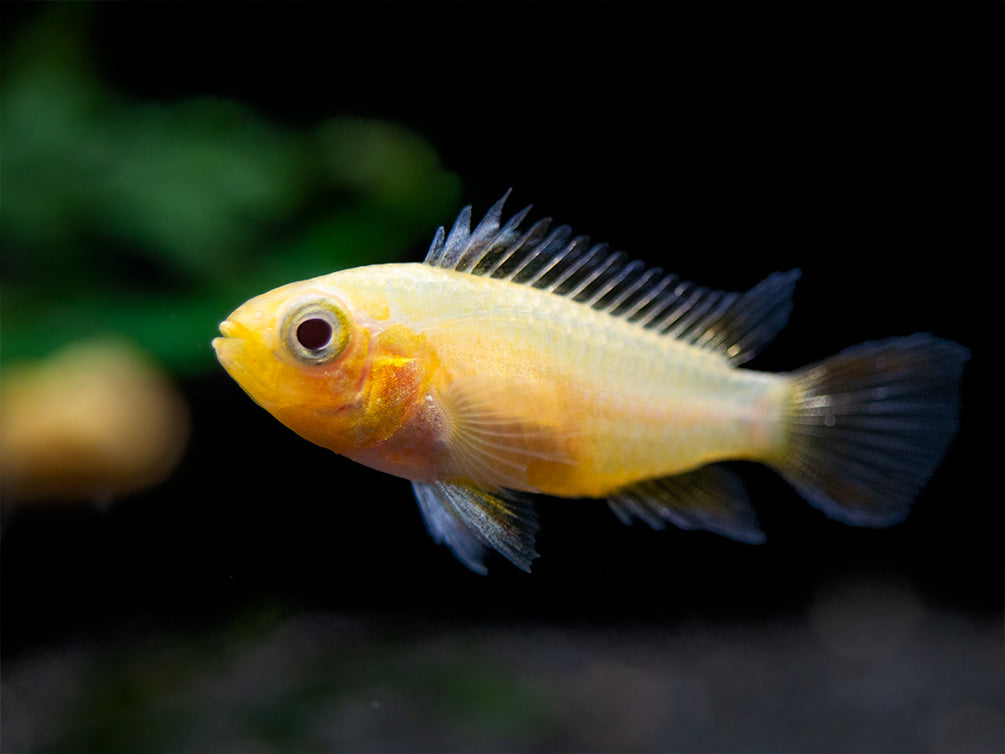 Platinum Double Red Cockatoo Dwarf Cichlid (Apistogramma cacatuoides) - TANK-BRED!!!