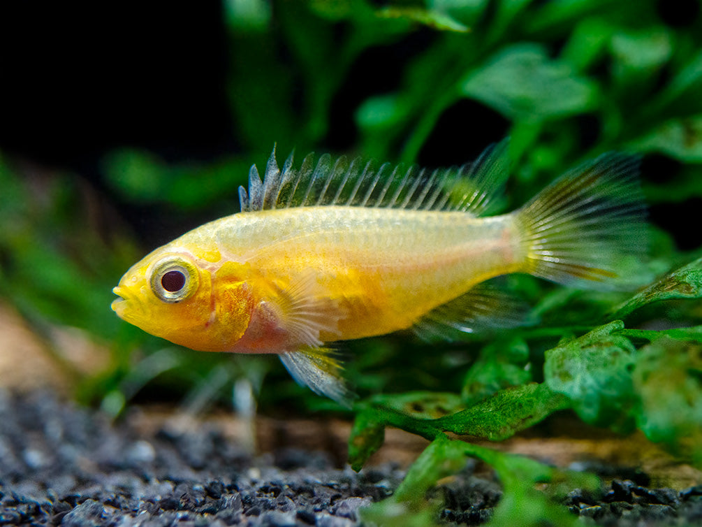 Platinum Double Red Cockatoo Dwarf Cichlid (Apistogramma cacatuoides) - TANK-BRED!!!