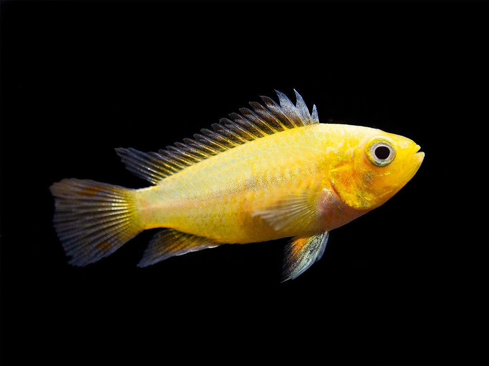 Platinum Double Red Cockatoo Dwarf Cichlid (Apistogramma cacatuoides) - TANK-BRED!!!