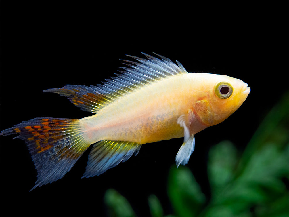 Platinum Double Red Cockatoo Dwarf Cichlid (Apistogramma cacatuoides) - TANK-BRED!!!