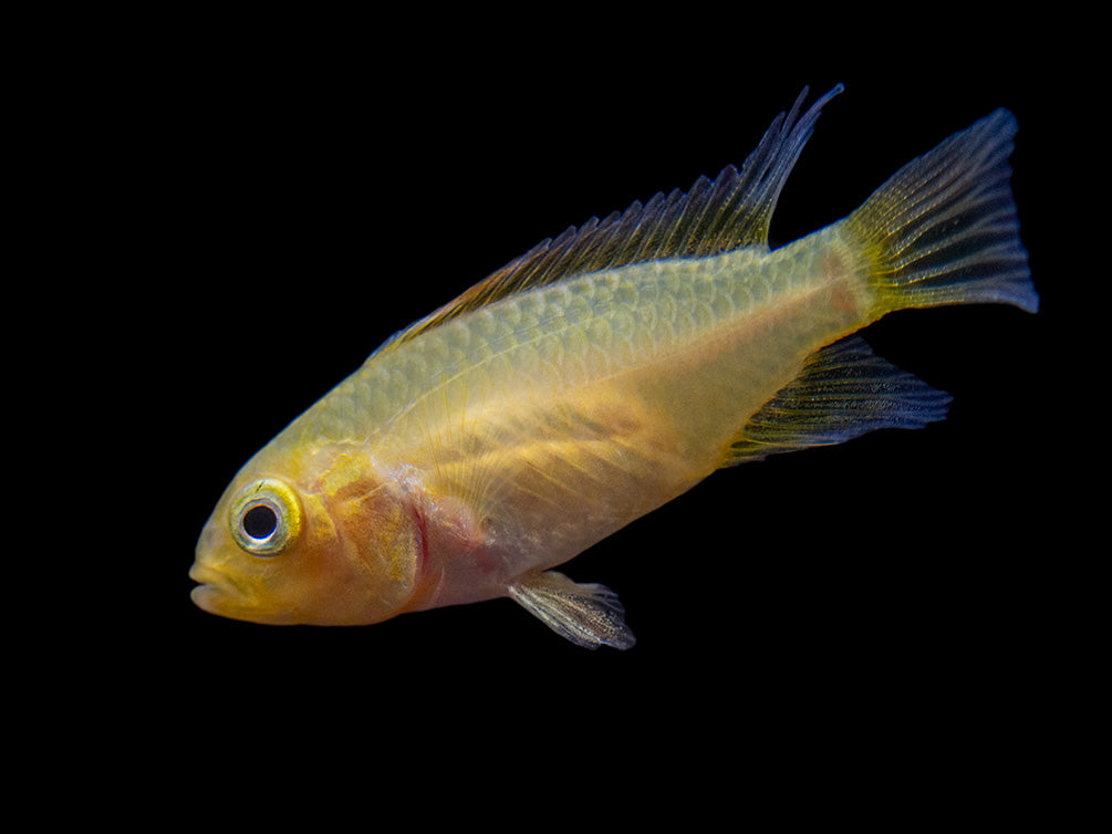 Platinum Orange Flash Cockatoo Dwarf Cichlid (Apistogramma cacatuoides) - TANK-BRED!