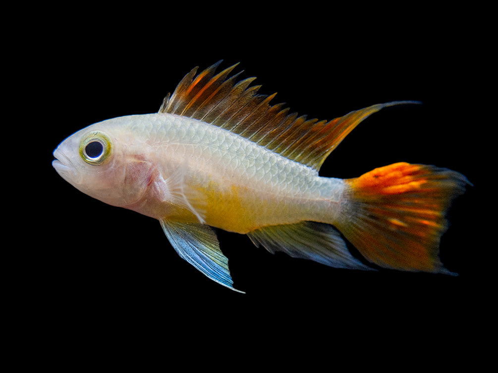 Platinum Orange Flash Cockatoo Dwarf Cichlid (Apistogramma cacatuoides) - TANK-BRED!