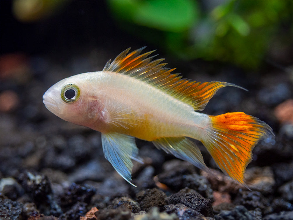 Platinum Orange Flash Cockatoo Dwarf Cichlid (Apistogramma cacatuoides) - TANK-BRED!