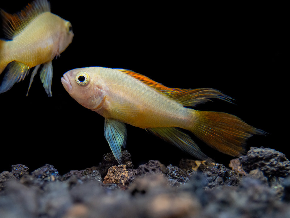 Platinum Orange Flash Cockatoo Dwarf Cichlid (Apistogramma cacatuoides) - TANK-BRED!