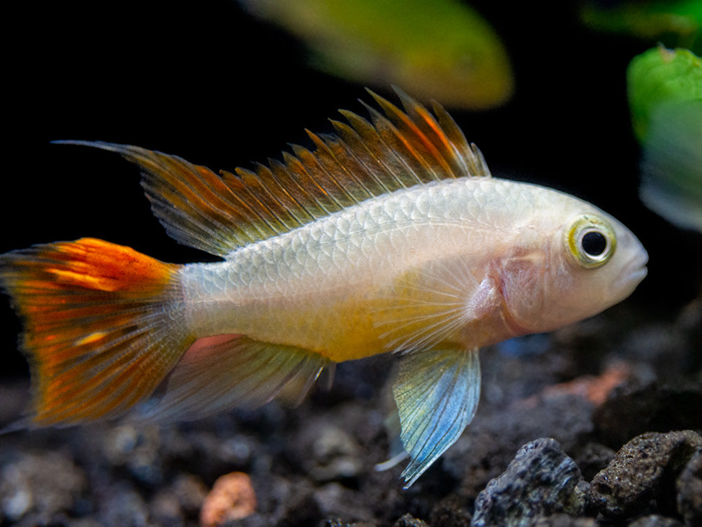 Platinum Orange Flash Cockatoo Dwarf Cichlid (Apistogramma cacatuoides) - TANK-BRED!