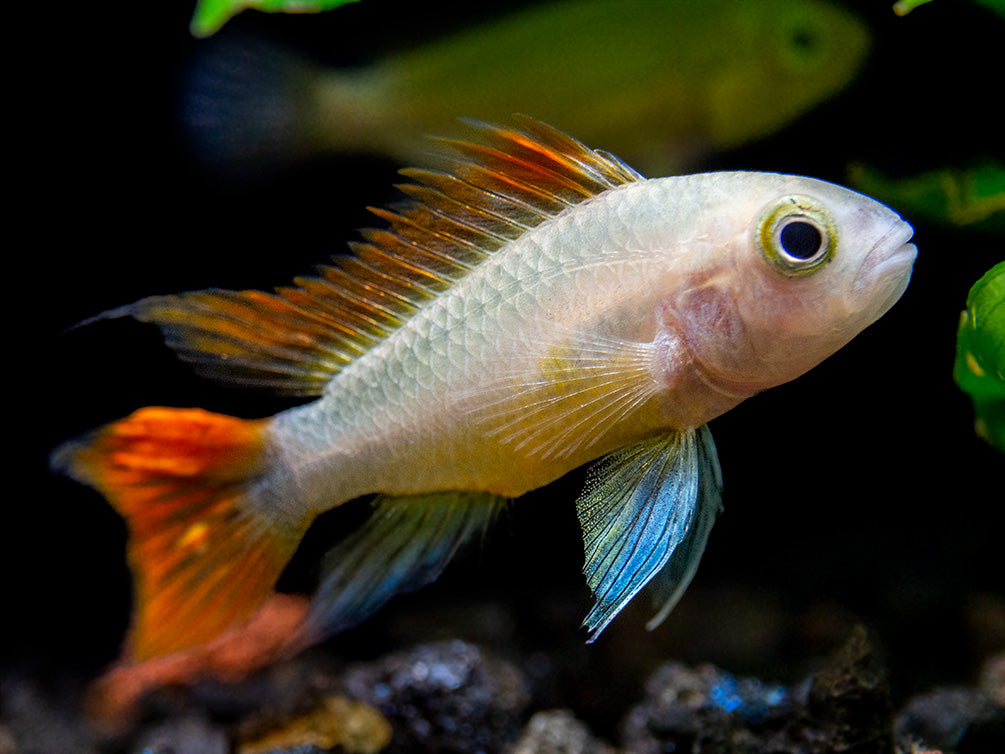 Platinum Orange Flash Cockatoo Dwarf Cichlid (Apistogramma cacatuoides) - TANK-BRED!