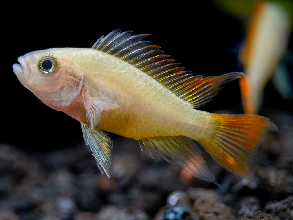 Platinum Orange Flash Cockatoo Dwarf Cichlid (Apistogramma cacatuoides) - TANK-BRED!