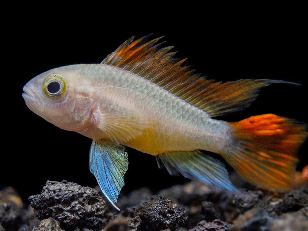 Platinum Orange Flash Cockatoo Dwarf Cichlid (Apistogramma cacatuoides) - TANK-BRED!