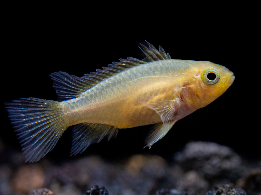 Platinum Orange Flash Cockatoo Dwarf Cichlid (Apistogramma cacatuoides) - TANK-BRED!