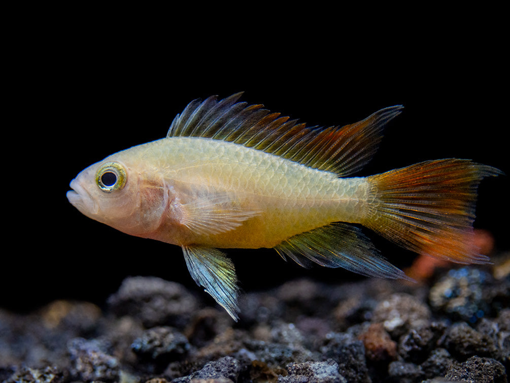 Platinum Orange Flash Cockatoo Dwarf Cichlid (Apistogramma cacatuoides) - TANK-BRED!