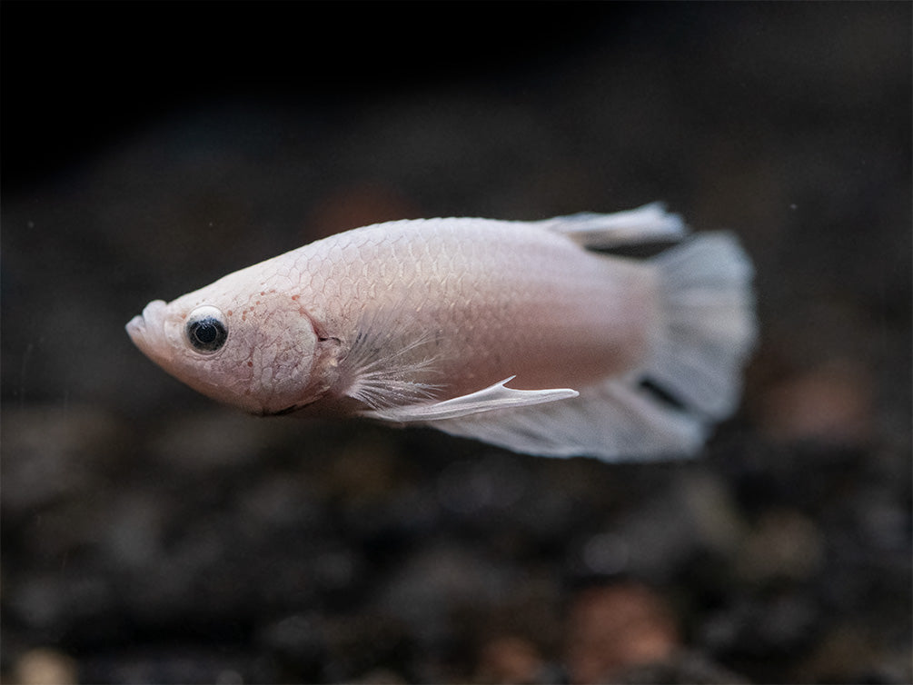 Assorted Platinum Plakat Betta (Betta splendens) - Tank-Bred!