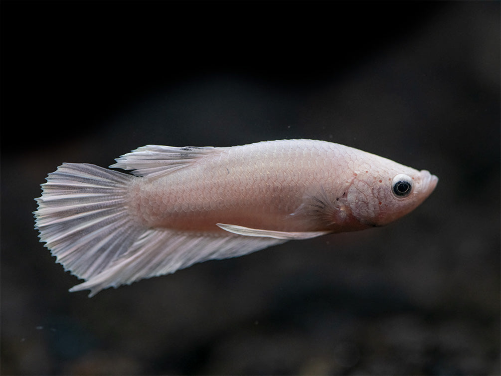 Assorted Platinum Plakat Betta (Betta splendens) - Tank-Bred!