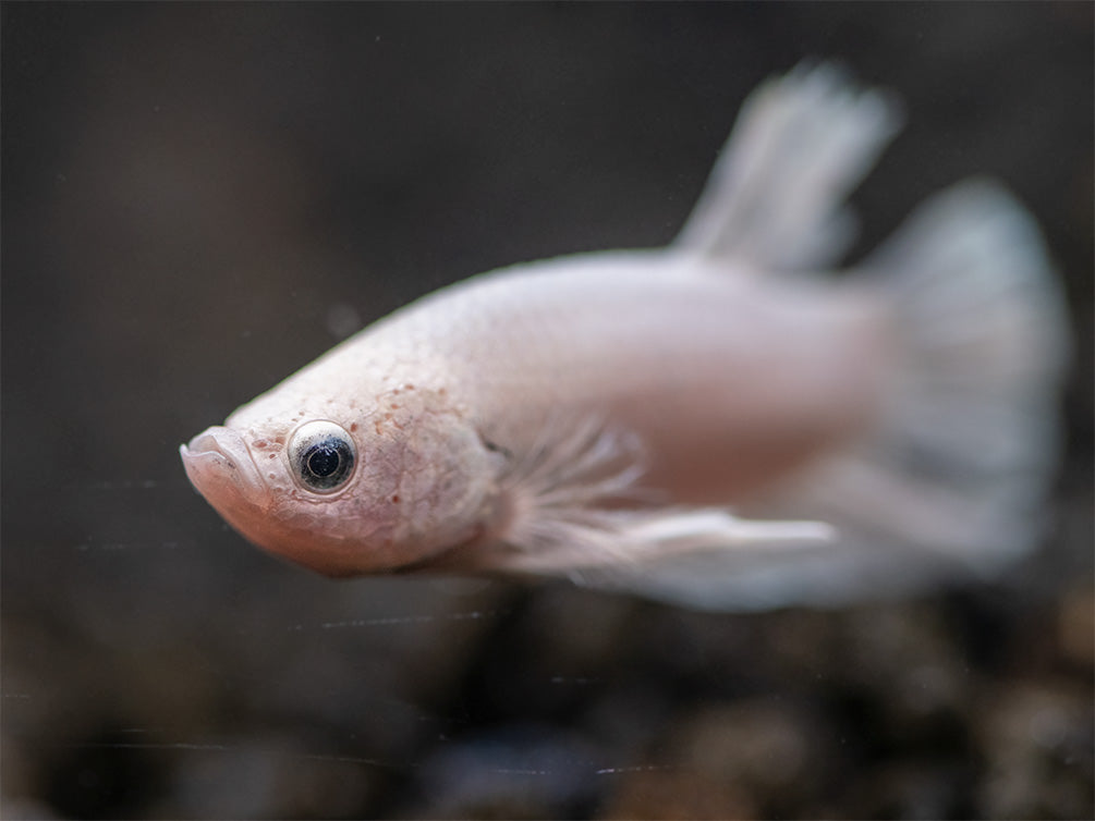 Assorted Platinum Plakat Betta (Betta splendens) - Tank-Bred!