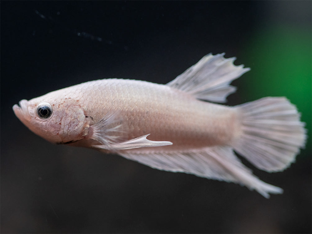 Assorted Platinum Plakat Betta (Betta splendens) - Tank-Bred!