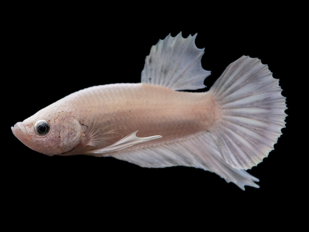 Assorted Platinum Plakat Betta (Betta splendens) - Tank-Bred!