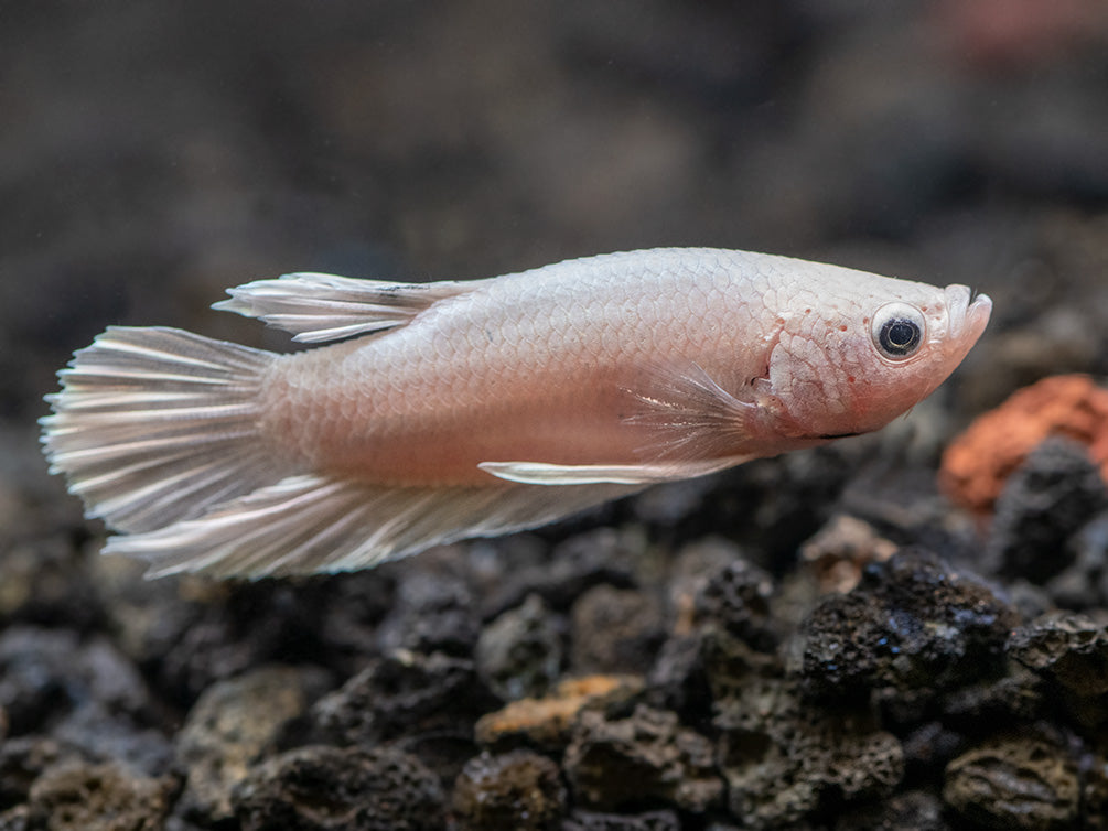 Assorted Platinum Plakat Betta (Betta splendens) - Tank-Bred!