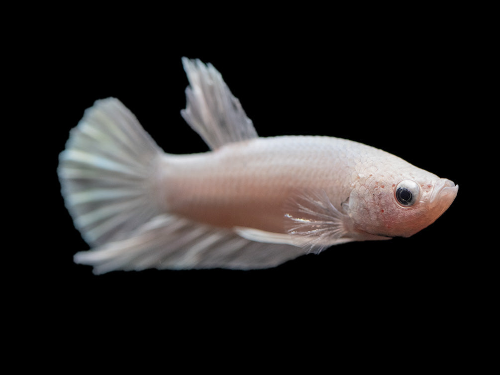 Assorted Platinum Plakat Betta (Betta splendens) - Tank-Bred!