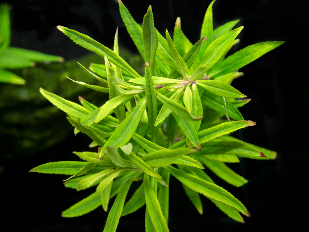 Pogostemon stellatus, Bunch