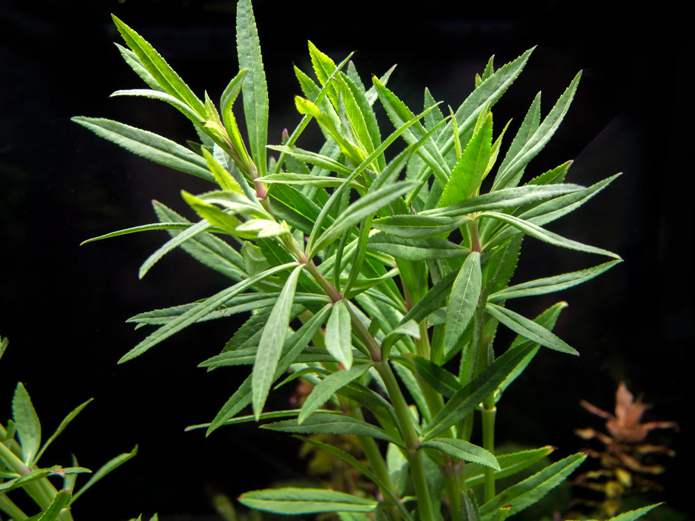 Pogostemon stellatus, Bunch