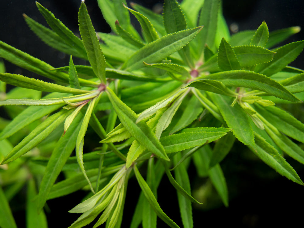 Pogostemon stellatus, Bunch