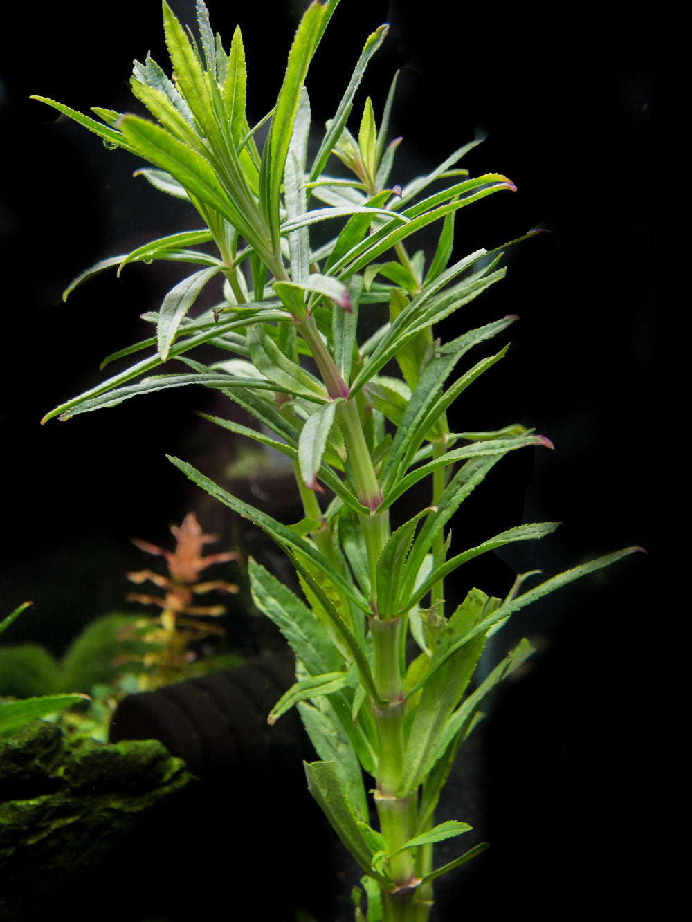 Pogostemon stellatus, Bunch