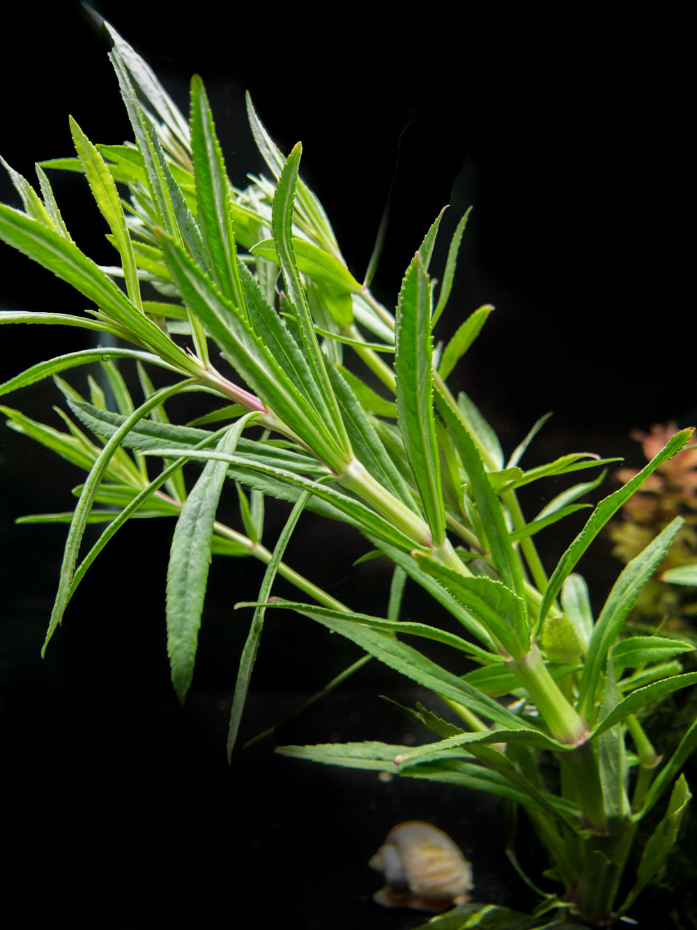 Pogostemon stellatus, Bunch