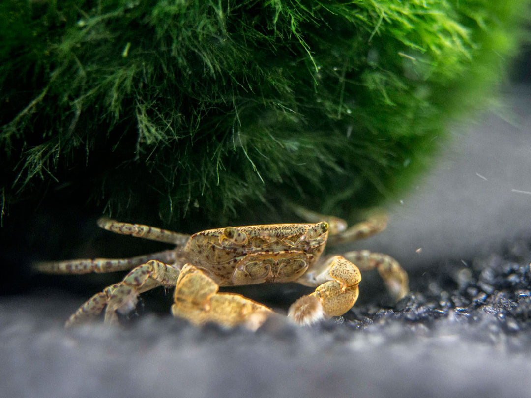 Aquatic Arts Freshwater Pom Pom Crab