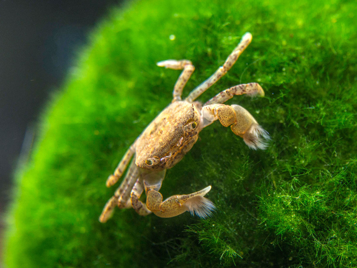 Pom Pom Crab (Ptychognathus Barbatus) - Aquatic Arts