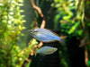 Dwarf Neon Praecox Rainbowfish (Melanotaenia praecox), Tank-Bred