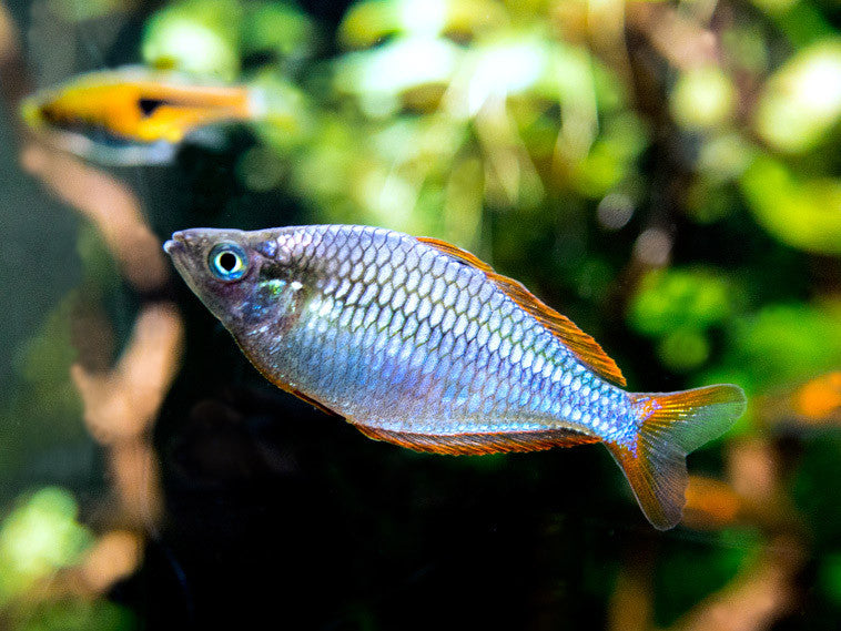 Dwarf Neon Praecox Rainbowfish (Melanotaenia praecox), Tank-Bred