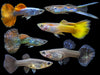 Premium Assorted Guppy (Poecilia reticulata), Tank-Bred