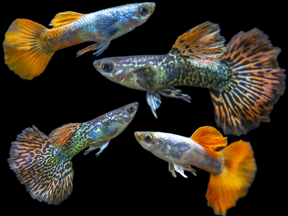 Premium Assorted Guppy (Poecilia reticulata), Tank-Bred