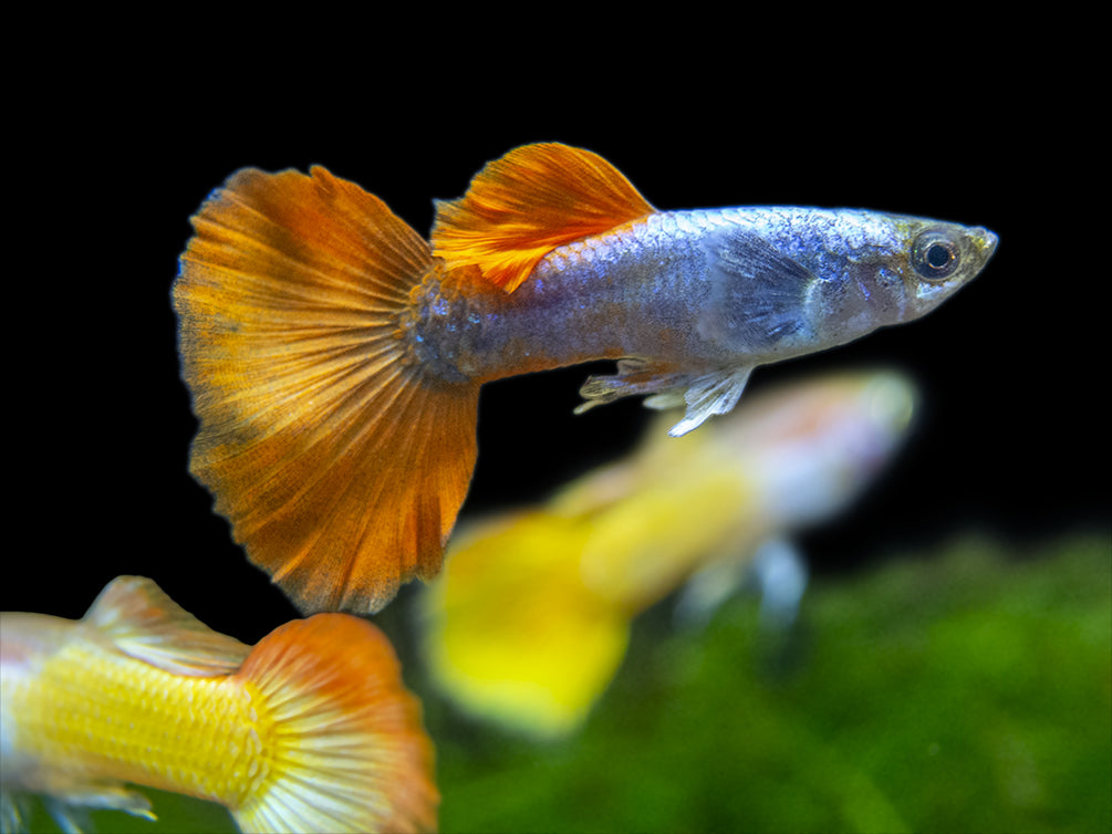 Premium Assorted Guppy (Poecilia reticulata), Tank-Bred