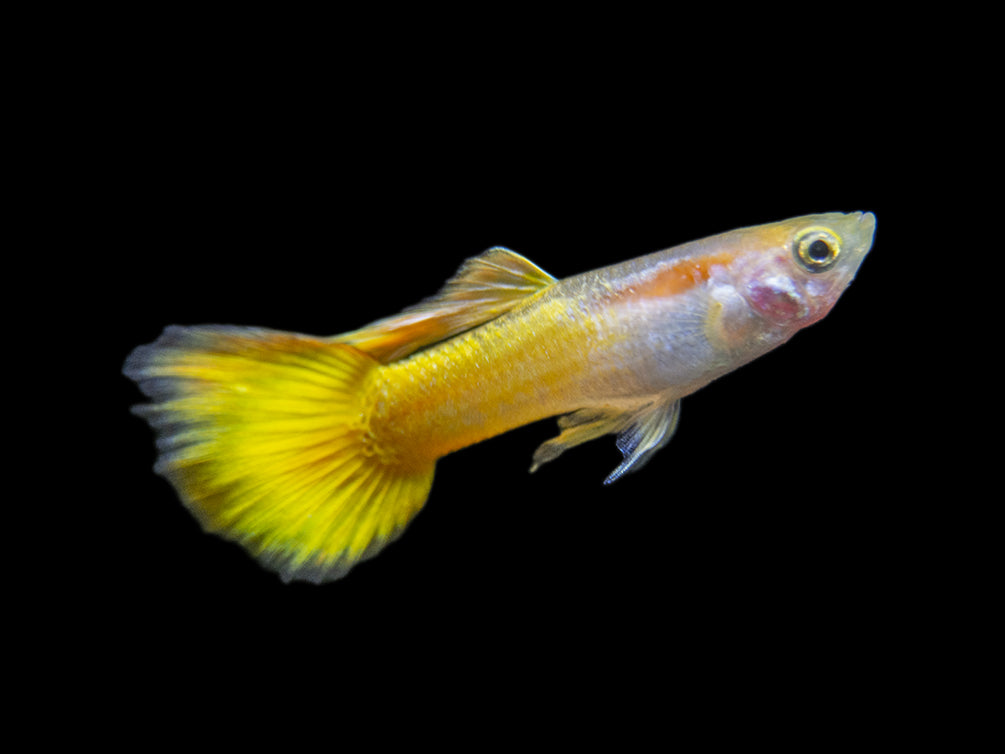 Premium Assorted Guppy (Poecilia reticulata), Tank-Bred