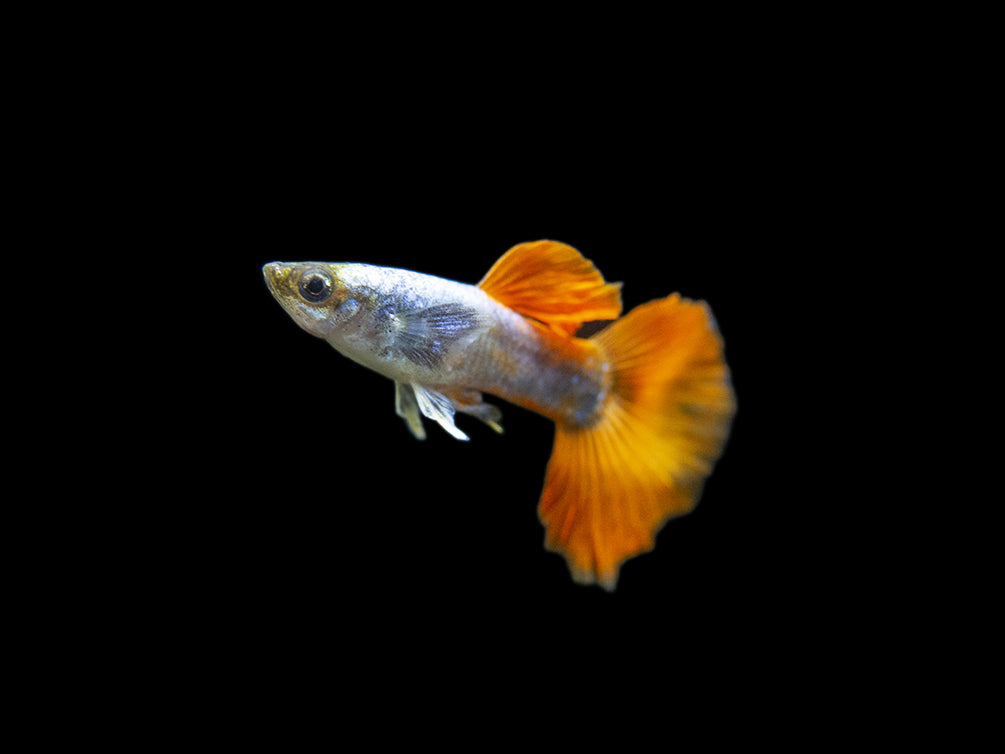 Premium Assorted Guppy (Poecilia reticulata), Tank-Bred
