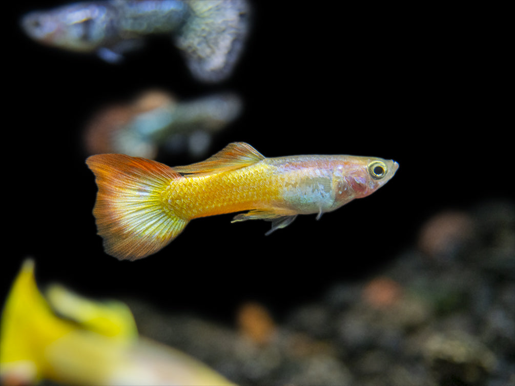 Premium Assorted Guppy (Poecilia reticulata), Tank-Bred