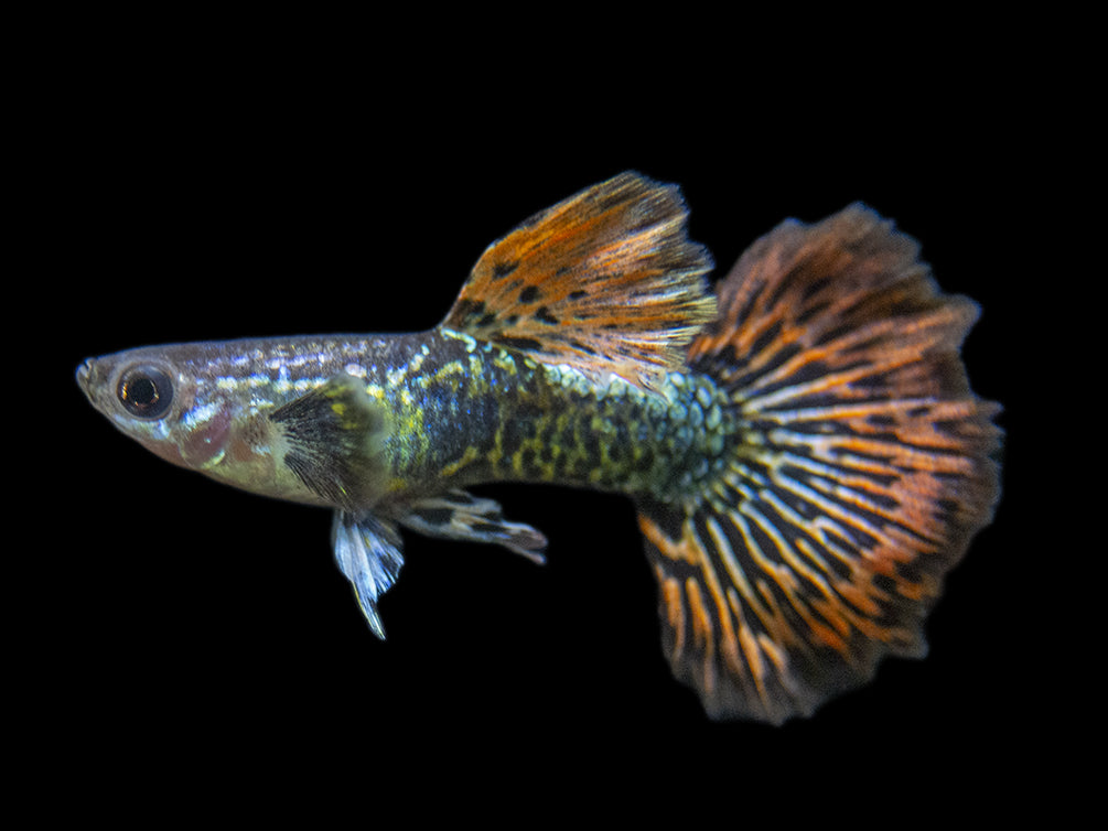 Premium Assorted Guppy (Poecilia reticulata), Tank-Bred