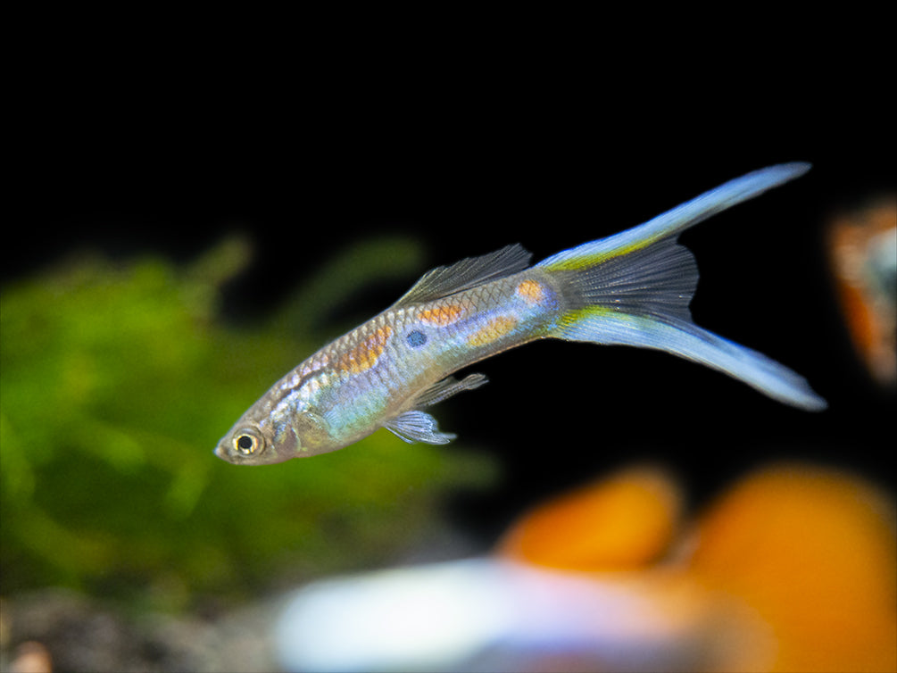 Premium Assorted Guppy (Poecilia reticulata), Tank-Bred
