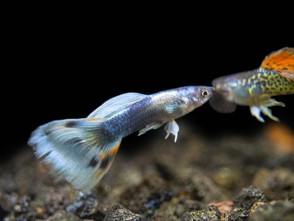 Premium Assorted Guppy (Poecilia reticulata), Tank-Bred