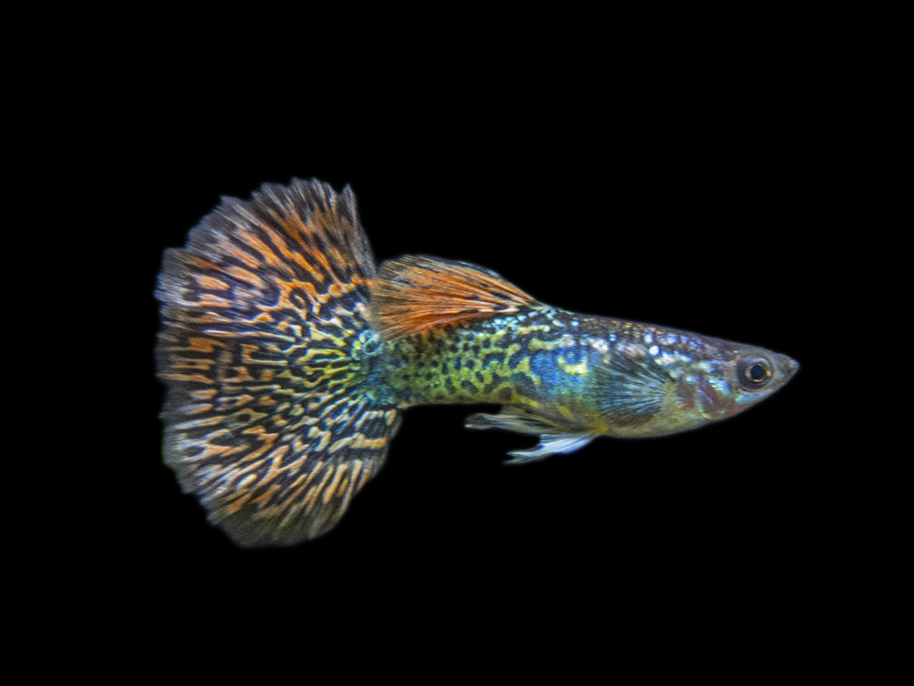Premium Assorted Guppy (Poecilia reticulata), Tank-Bred