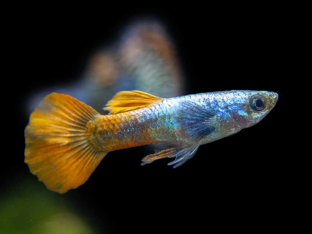 Premium Assorted Guppy (Poecilia reticulata), Tank-Bred